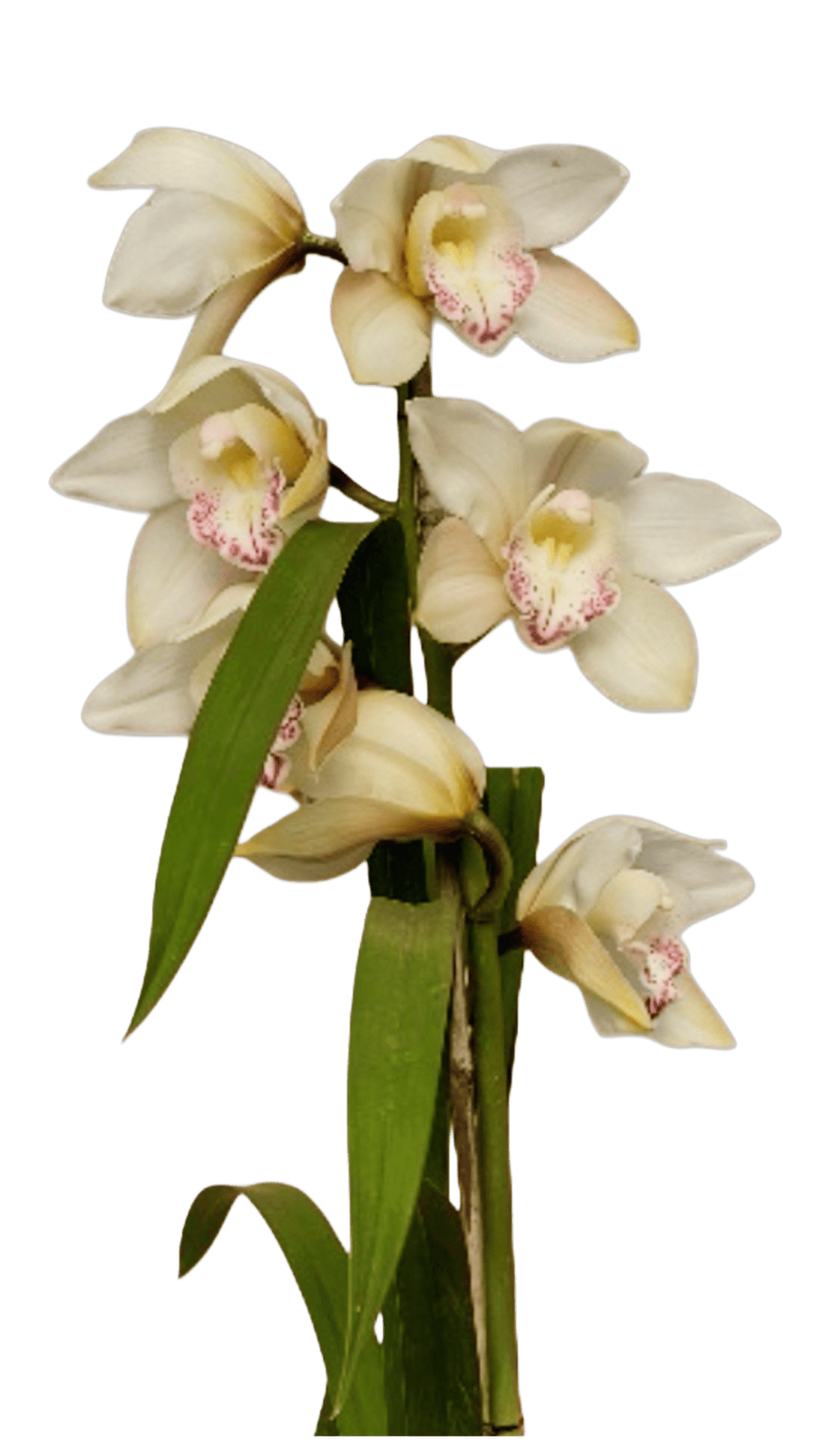 Cymbidium Yellow River 'Steffi'